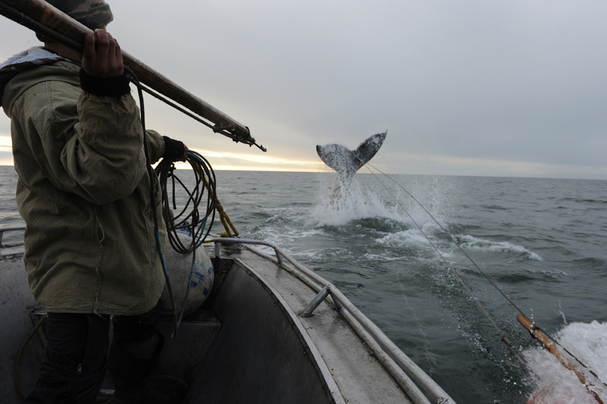 охота на кита новые