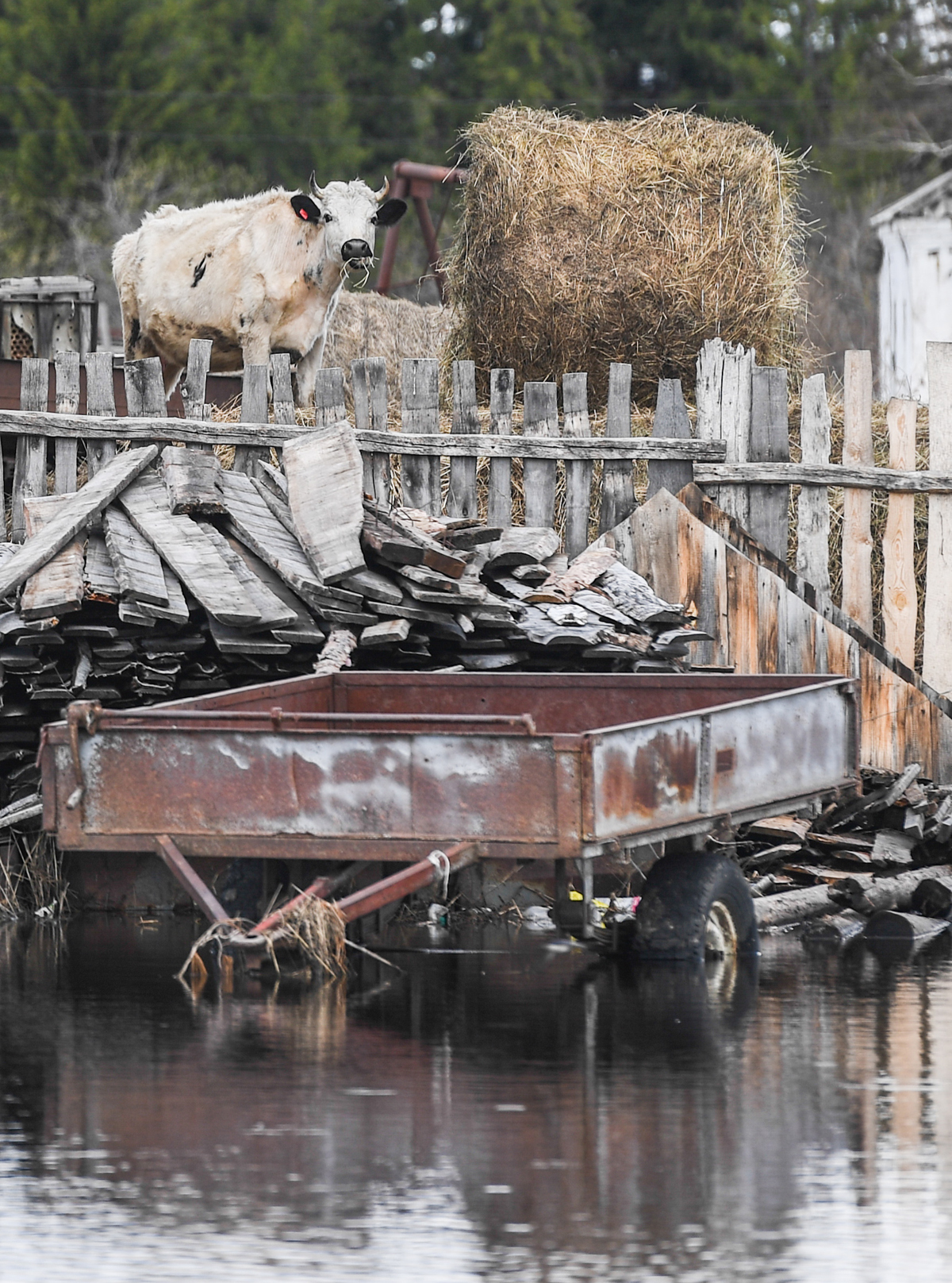 Новосибирская область: корова спасается самостоятельно, 30 апреля 2017 года